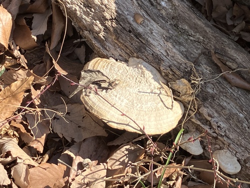 Fomitopsis dickinsii