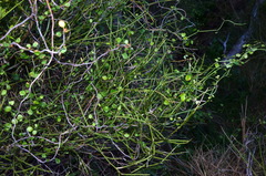 Scandia geniculata