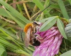 Eucera longicornis