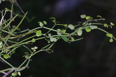 Scandia geniculata
