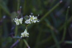 Scandia geniculata
