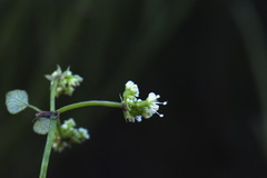 Scandia geniculata