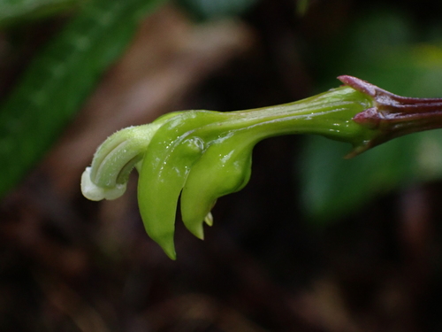 Burmeistera cylindrocarpa