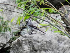 Motacilla alba