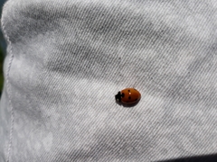 Coccinella septempunctata