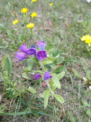 Echium vulgare