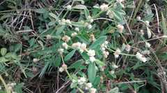 Alternanthera bettzickiana