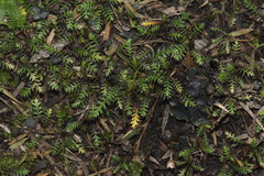 Leptinella pusilla