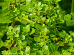 Pilea peploides major