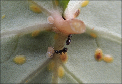 Technomyrmex jocosus