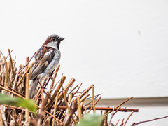 Passer domesticus
