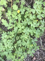 Oxalis stricta