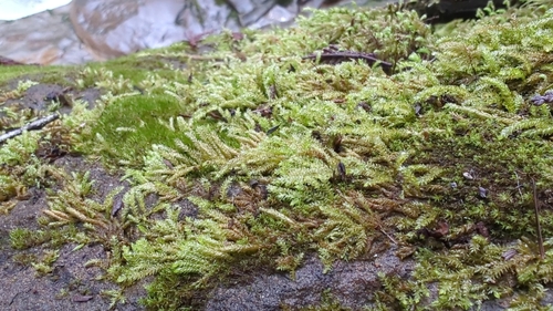 Image of Scleropodium obtusifolium by (c) Pete Lypkie, some rights reserved (CC BY)