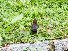 Turdus merula
