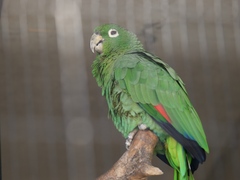 Mealy Parrot photo 4