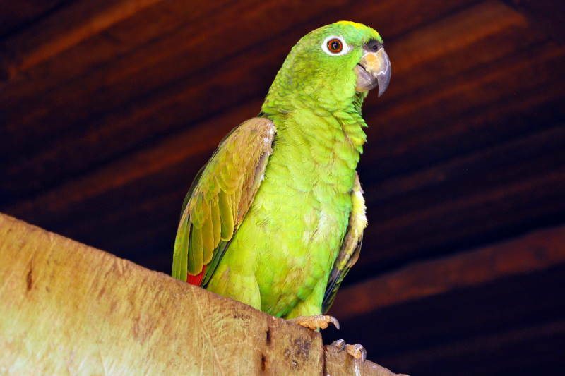 Mealy Parrot