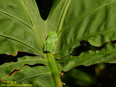 Zhangixalus taipeianus