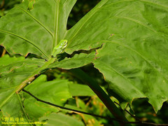 Zhangixalus taipeianus