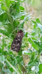 Korscheltellus fusconebulosa