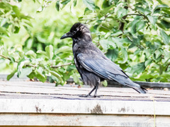 Corvus corone
