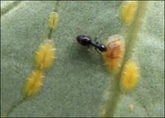 Technomyrmex jocosus