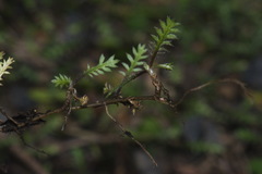 Leptinella pusilla