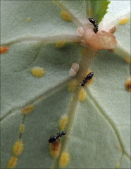 Technomyrmex jocosus