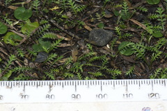 Leptinella pusilla