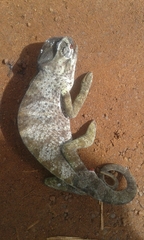 Chamaeleo senegalensis