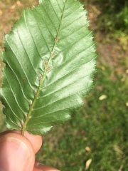 Aceria tenella