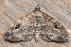 Melanomma auricinctaria