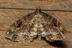 Melanomma auricinctaria