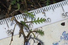 Leptinella pusilla