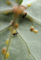 Technomyrmex jocosus