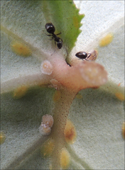 Technomyrmex jocosus