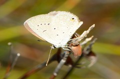 Eicochrysops messapus messapus