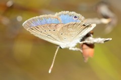 Eicochrysops messapus messapus