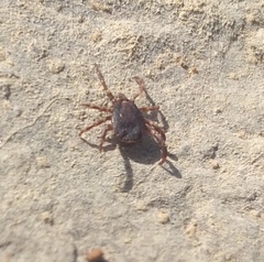 Hyalomma