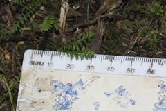 Leptinella pusilla