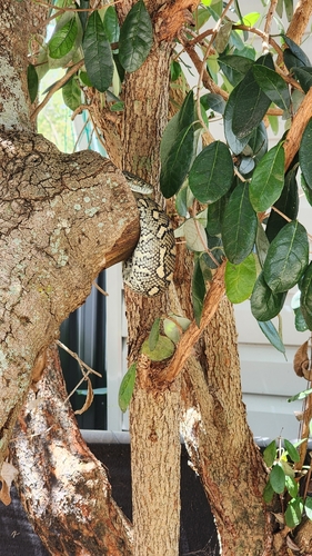 Coastal Carpet Python sighting