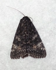 Catocala briseis