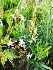 Silene tatarica