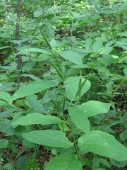 Vincetoxicum ascyrifolium