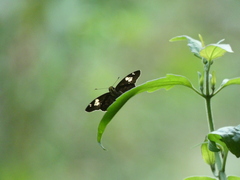 Pseudocoladenia