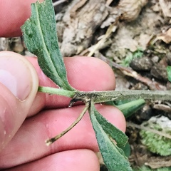 Aureolaria virginica