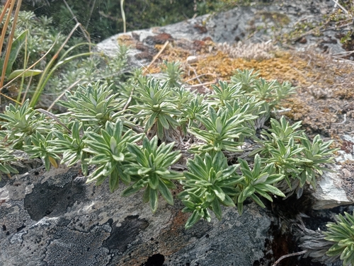 Image of Celmisia walkeri by (c) John Barkla, some rights reserved (CC BY)