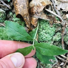 Aureolaria virginica