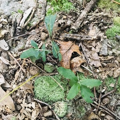 Aureolaria virginica
