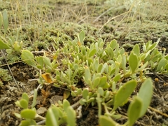 Atriplex verrucifera