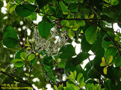 Clematis crassifolia